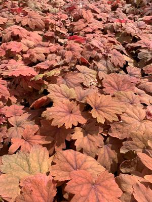 Heucherella Sweet Tea