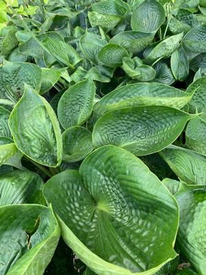 Hosta tokudama x sieboldiana Abiqua Drinking Gourd