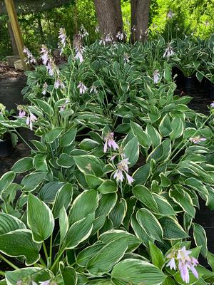 Hosta Francee