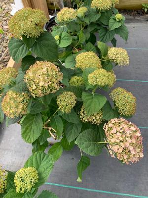 Hydrangea arborescens Invincible Wee White® (PP30296) 