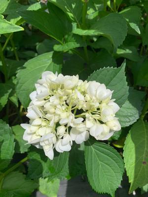 Hydrangea macrophylla Sister Theresa