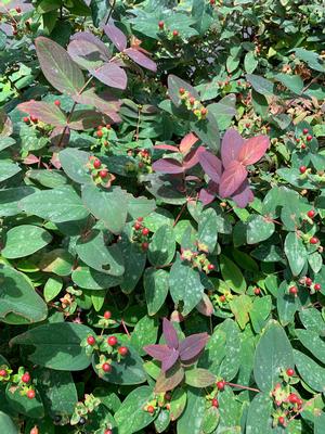 Hypericum calcynum Albury Purple