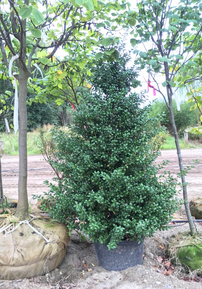 Ilex crenata Cheaspeake