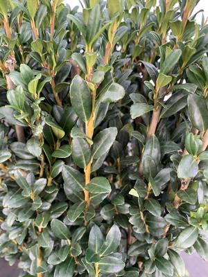 Ilex crenata Skypencil