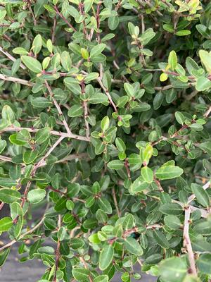 Ilex vomitoria Nana/Schillings