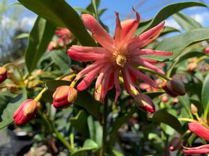 Illicium x woodland Ruby