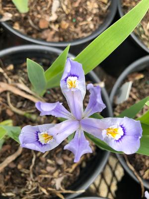 Iris cristata 