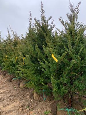 Juniperus virginiana Emerald Sentinel