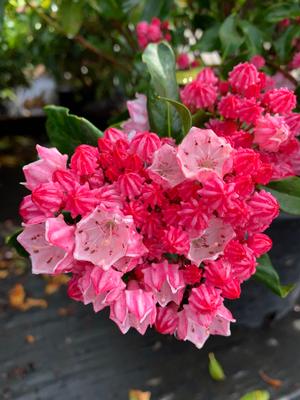 Kalmia latifolia Olympic Fire