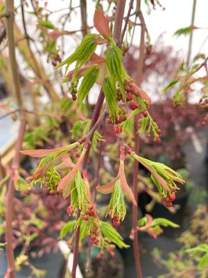 Acer palmatum Ryu Sei