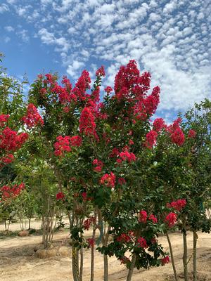 Lagerstroemia indica Carolina Beauty