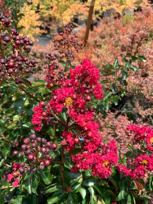 Lagerstroemia indica Centennial Spirit