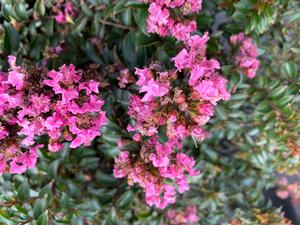 Lagerstroemia indica Chickasaw