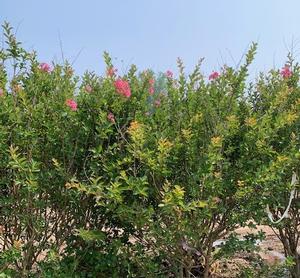 Lagerstroemia indica Hopi