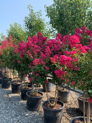 Lagerstroemia indica Tonto