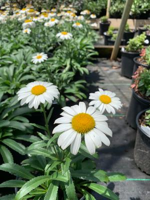 Leucanthemum Snowcap