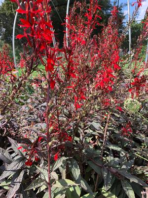 Lobelia cardinalis Black Truffle