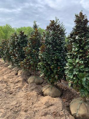 Magnolia grandiflora Teddy Bear(