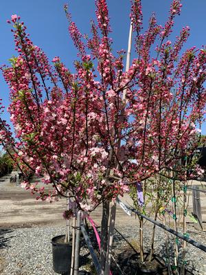 Malus Coral Burst