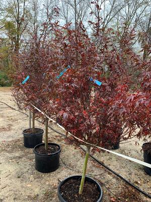 Acer palmatum Skeeters Broom