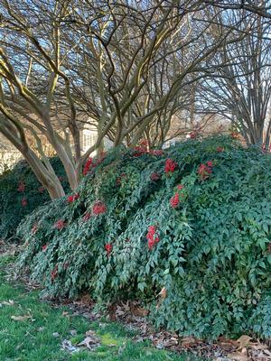 Nandina domestica Compacta