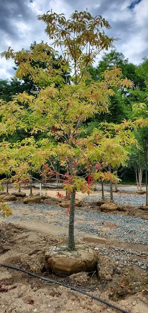 Oxydendrum arboreum 