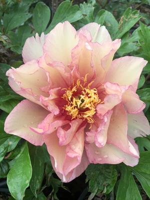 Paeonia itoh Scrumdiddlyumptious