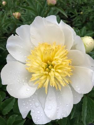 Paeonia Jan Van Leeuwen