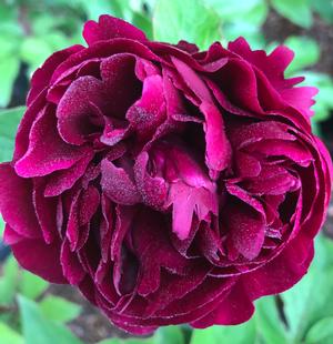 Paeonia lactiflora Peter Brand