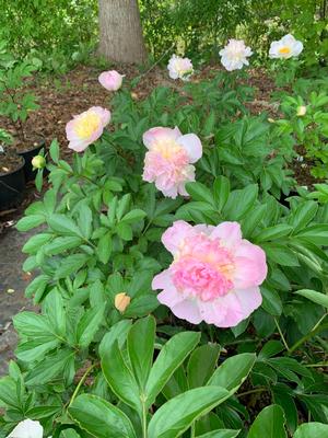 PAEONIA RASPBERRY SUNDAE