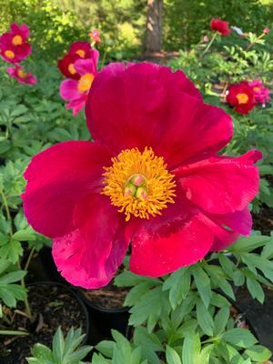 Paeonia Scarlet O'Hara