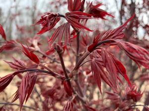 Acer palmatum Twombly's Red Sentinel