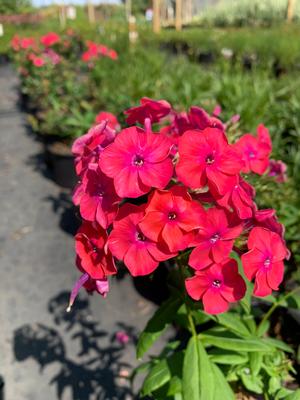 Phlox paniculata Flame Coral