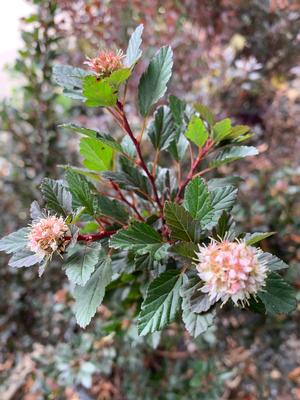 Physocarpus opulifolius Little Devil ™ (PP22634) 