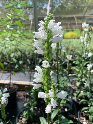 Physostegia virginiana Miss Manners