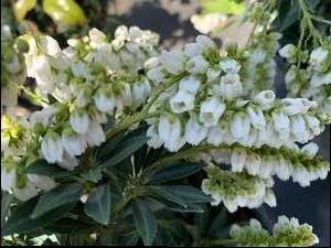 Pieris japonica Prelude