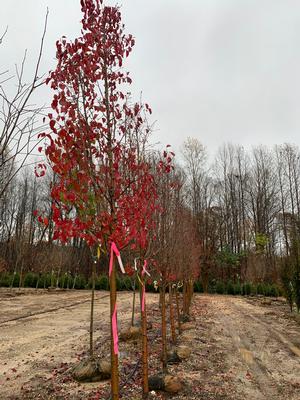 Pyrus calleryana Chanticleer