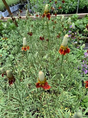 Ratibida columnifera Red Midget