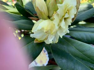 Rhododendron Capistrano