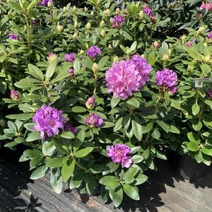 Rhododendron catawbiense Grandiflorum