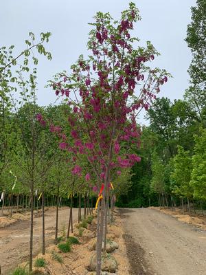 Robinia pseudoacacia Purple Robe