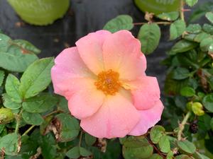 Rosa Knockout® Peachy (PP25628) 