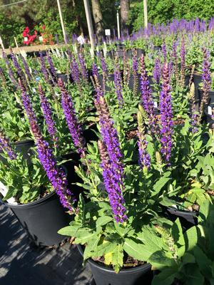 Salvia superba East Freisland