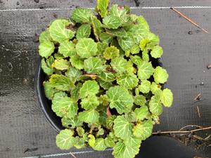 Saxifraga stolonifera 