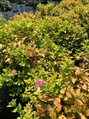 Spiraea JAPONICA LEMON PRINCESS