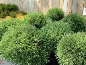 Thuja occidentalis Pancake™ (PP24013)