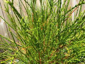 Thuja orientalis Franky Boy