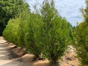 Thuja plicata Atrovirens