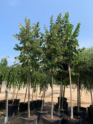 Tilia tomentosa Sterling