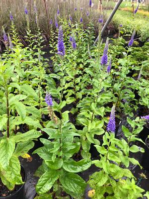 Veronica spicata Sunny Border Blue